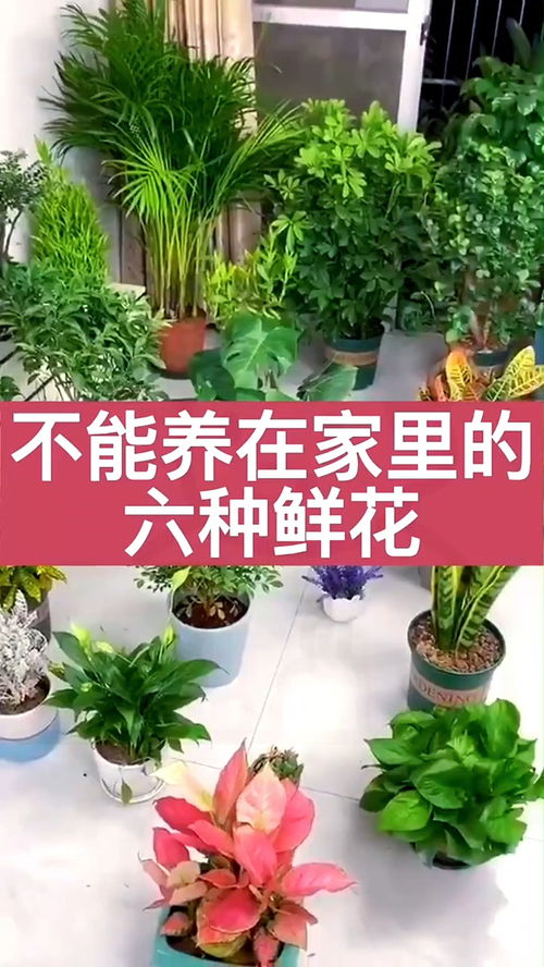 千万不能在家养这些植物 下 花卉绿植 养花小知识 涨知识 