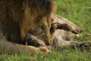 宁可挨饿也不愿吃鬣狗肉,游客都说这只狮子有性格,宁缺毋滥