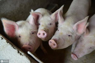 7月19日猪价 12省涨跌调整,缺猪,多地鼓励农民散养户养猪