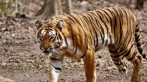 老虎怕什么动物,最不怕老虎的动物是什么