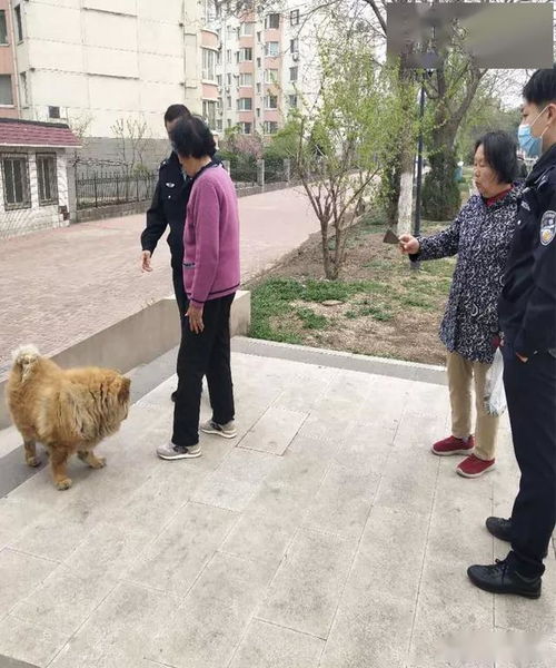 锦州市公安局组织开展城区养犬管理集中整治统一行动