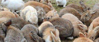 人兔战争 用战机轰野兔的澳大利亚完败,100亿只野兔绝了