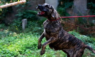 巴西菲勒犬丨一种能将柔情与凶猛收放自如的犬类 