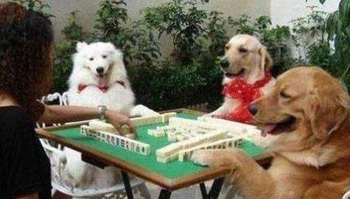 搞笑GIF动图 唉,今天打麻将碰上狗中高手了,输得可惨啦
