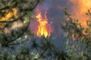 梦见山上起火是什么含义(做梦山上起火了周公解梦)