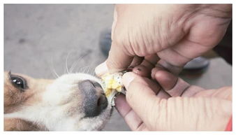 猫咪普遍讨厌榴莲,但是狗狗普遍喜欢榴莲,特别是哈士奇