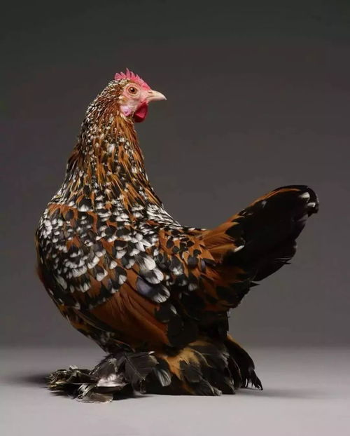 世界上最性感美丽的鸡,不看一眼吗