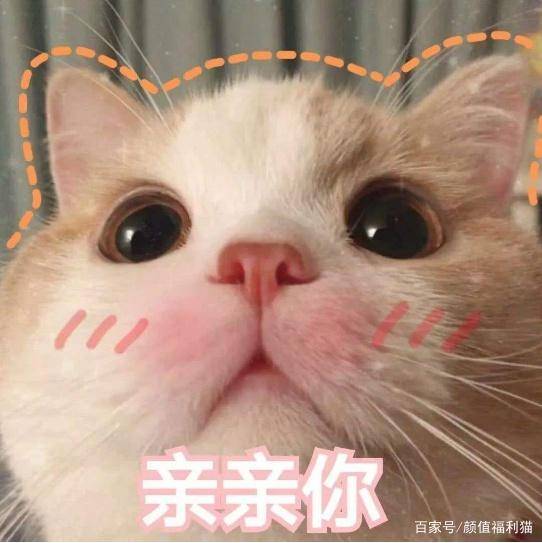 猫咪泪痕多是什么回事呢 处理方法如下