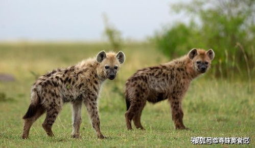猎豹体重和敏捷都在鬣狗之上,为什么却常被非洲二哥欺负