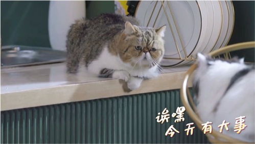 超级可爱的小猫咪,杨颖见到后称撸猫是很治愈的事情 