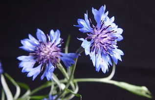 蓝色矢车菊的花语和寓意,蓝色矢车菊的花语和寓意