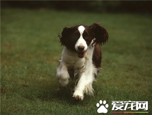 英国史宾格犬怎么养 狗狗的食具要固定不要乱用