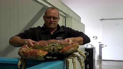 老外买一只价值17万的超级大螃蟹,什么螃蟹这么贵 吃起来很麻烦 