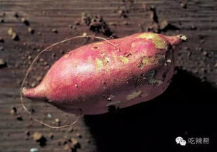 紫薯红薯区别幼儿园育儿知识