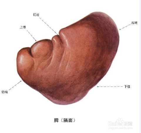 中医中五脏的生理功能是怎样的