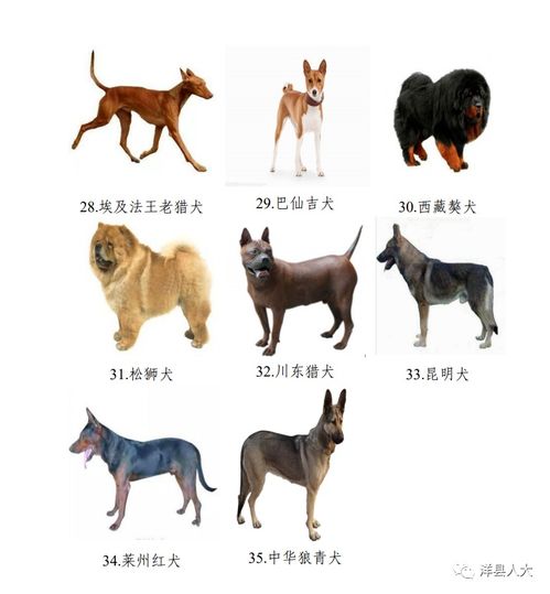 汉中市养犬管理条例 明起施行,这些养犬行为违法,请扩散