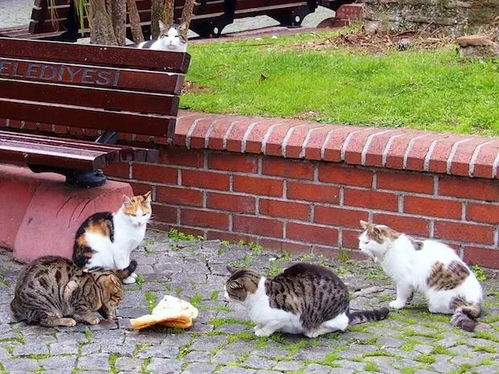 土耳其伊斯坦布尔为什么有这么多猫