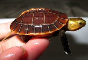 本养殖场批发出售安缘龟 台缘龟 湖北种黄缘龟 安南龟 南石龟 