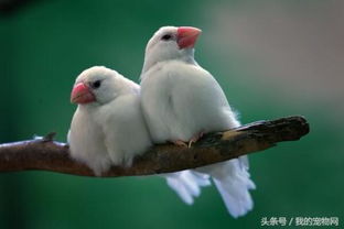 白文鸟最适合初学者饲养,但有这种举动的白文鸟买不得 