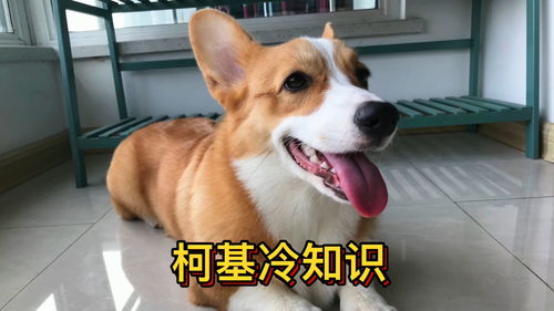 柯基有哪些冷知识？柯基犬的冷知识(柯基犬的问题)