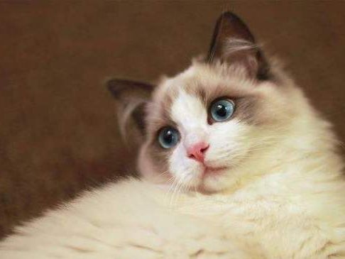 美丽的布偶猫也会有遗传病,原因竟是这样,主人要当心