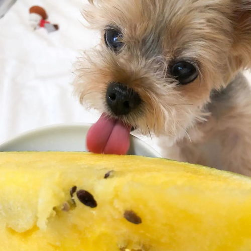 狗最爱吃的10种水果,19岁老狗吃什么水果最好？