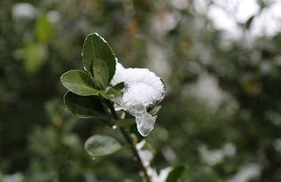 小雪节气是什么意思