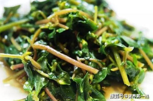 常吃马齿苋有哪些好处 作为最常见的野菜,居然有以下4大功效