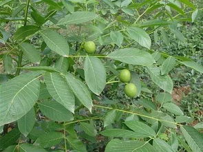 植物也有喜怒哀乐(植物生长和音乐有关系吗)