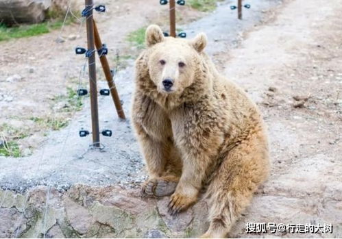内蒙古棕熊开始蹭吃,青海棕熊闯入民宅,是什么让它们离开山林
