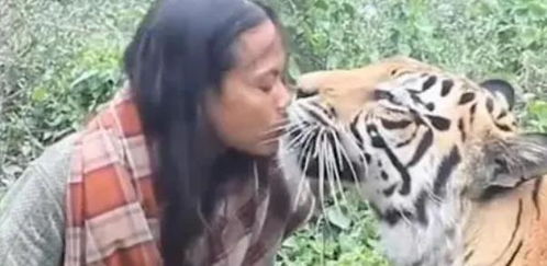 国外一女子放生老虎,5年后人虎相遇,老虎直接扑向了她