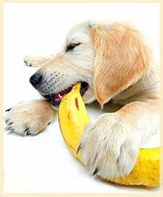 小狗狗吃香蕉好不好,狗狗能吃香蕉吗 