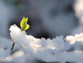 梦见冰天雪地的意思