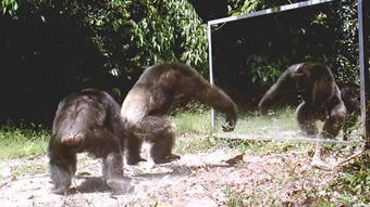 黑猩猩第一次照镜子 与镜中自己 斗舞 