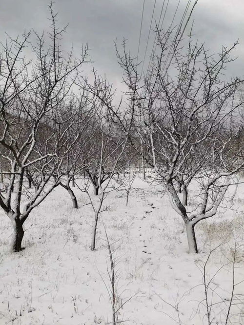 关于春雪的景色的诗句