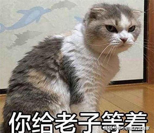 猫咪会记仇的几种行为,你知道几个