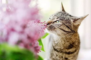 养花的人如果再养只猫,就真的太幸福啦