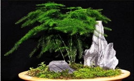 文竹盆景怎么养护方法与注意事项,文竹移植时间和方法？