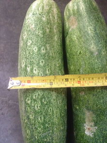 请问这是什么品种,又大又粗的黄瓜,为什么长成这样,可以食用吗 