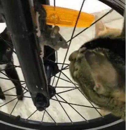 猫咪一脸淡定的看着被卡在自行车里的老鼠,老鼠一脸的慌张