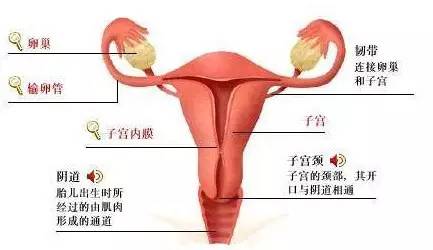 女性 妇科知识,你了解多少