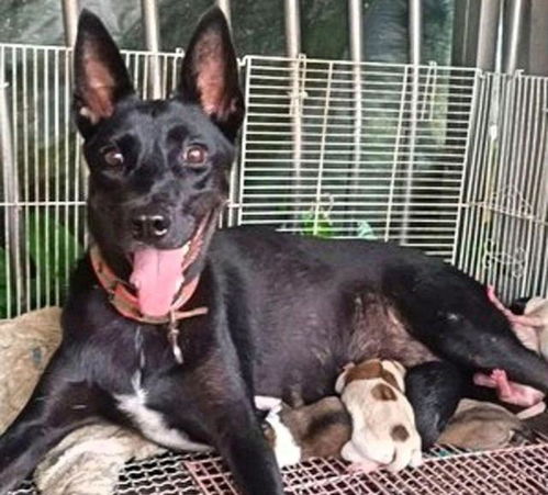 女孩曾救过黑狗,半年后黑狗主动来找她,还带来了8只小狗