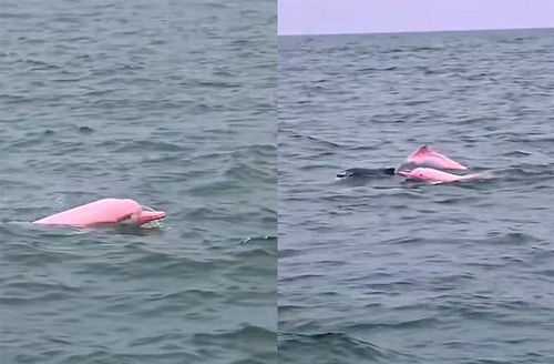 海豚有粉色的吗（粉红色的海豚代表什么）