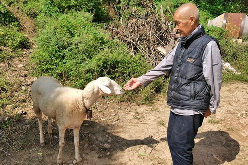 母羊下崽后死去,7旬农村老人将小羊当宠物喂养,一年后走哪跟哪