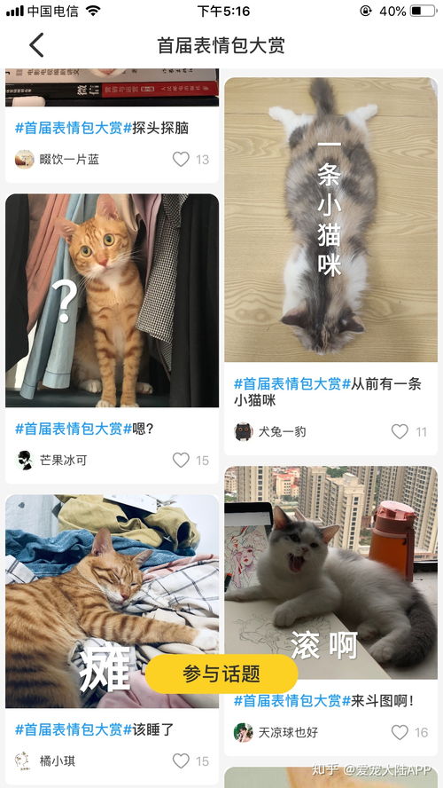 有没有一个好看实用的新手养猫的APP 