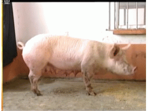 养猪 最新养猪,养猪技术,养猪行情 中国养殖网养猪频道 