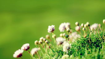 6月9日开始,家庭和睦,喜多财旺,好运连连,天天忙数钱的3大生肖