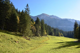 山,高山,阿尔姆,高山草甸,徒步旅行,草地,性质 