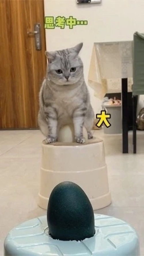 这是一只全网最喜欢孵蛋的猫咪 