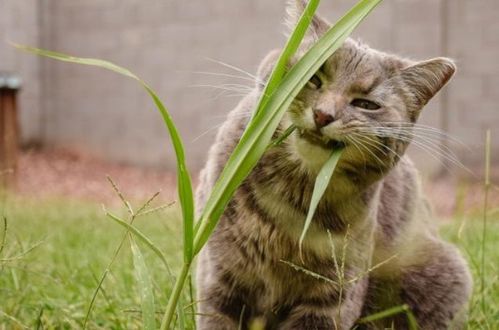 猫猫为什么喜欢吃草呢 